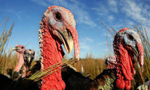 Heritage Turkeys