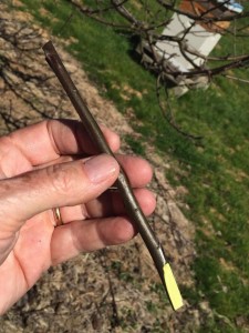 Scion wood ready to graft