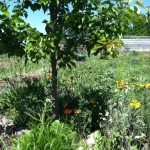 An apricot tree in the garden at Sweetwater Spectrum; the flowers are California Poppies and Wild Radish and Yarrow