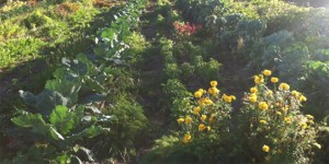 Row crops at Sweetwater Spectrum, residential community for young adults with autism