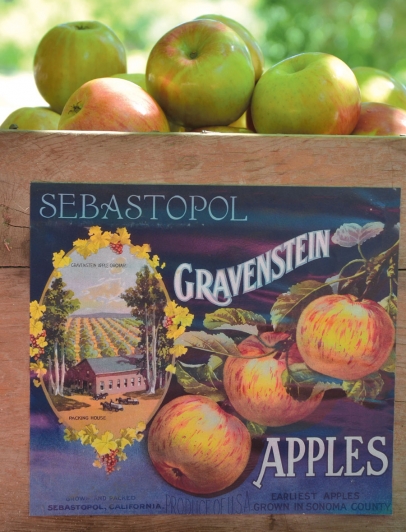 Gravenstein Apples Crate