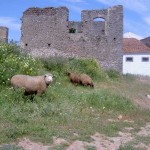 3 sheep roaming around near the ruins