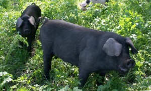 blackhogs