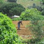 Portuguese farmer working in field