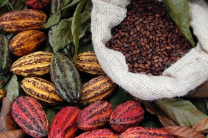 Cocoa Pods and Beans