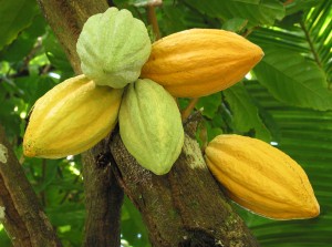 Cocoa pods on the tree, Grenada, West Indies.