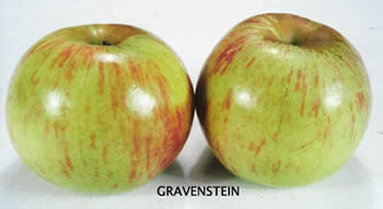 Gravenstein Apple