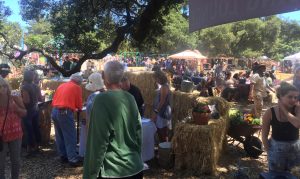 Got Cider - Food and Drink Tasting at the 2016 Gravenstein Apple Fair