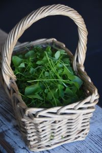Flower + Bone – Miners Lettuce