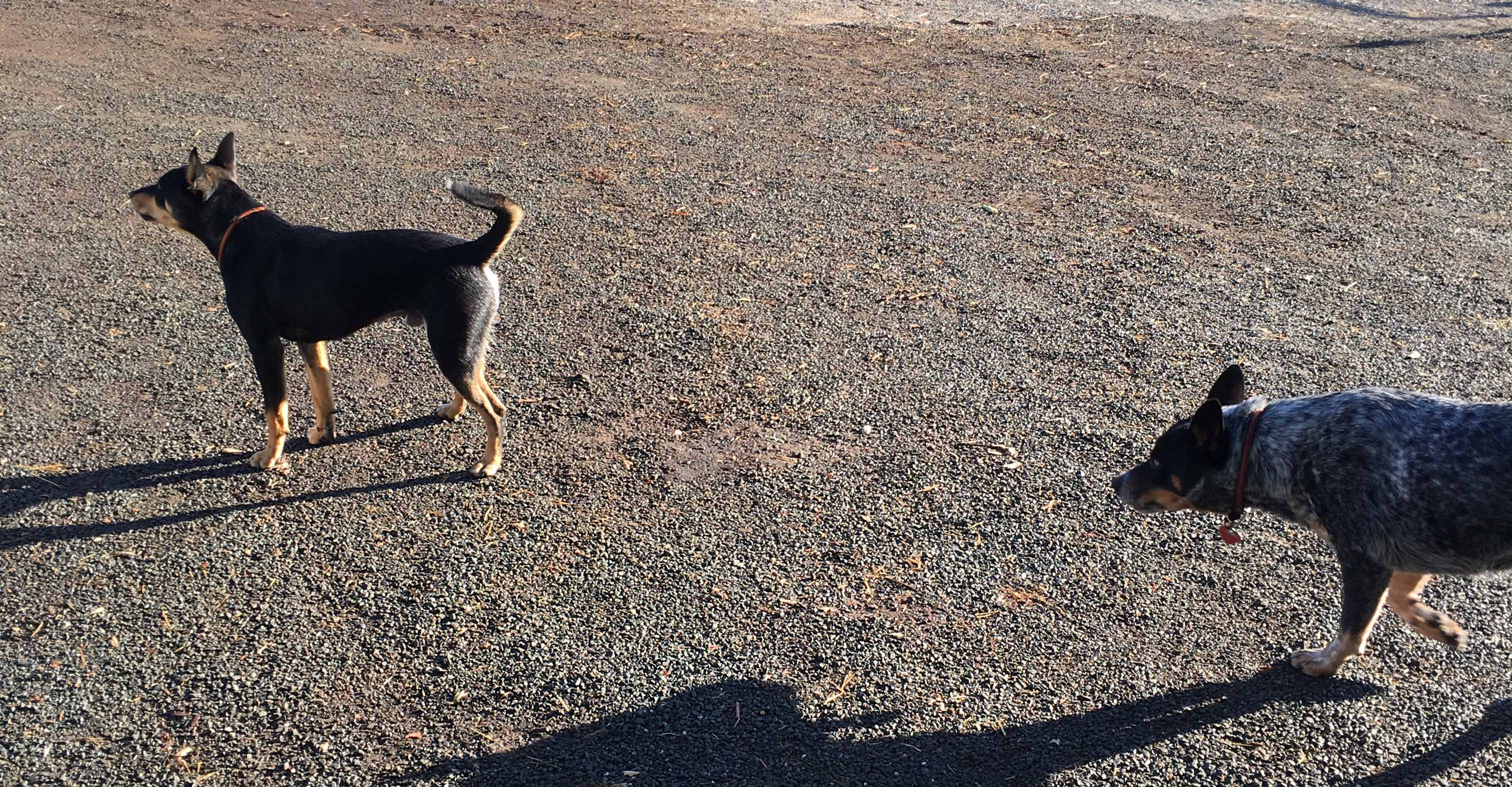 Bucklin's Old Hill Ranch dogs