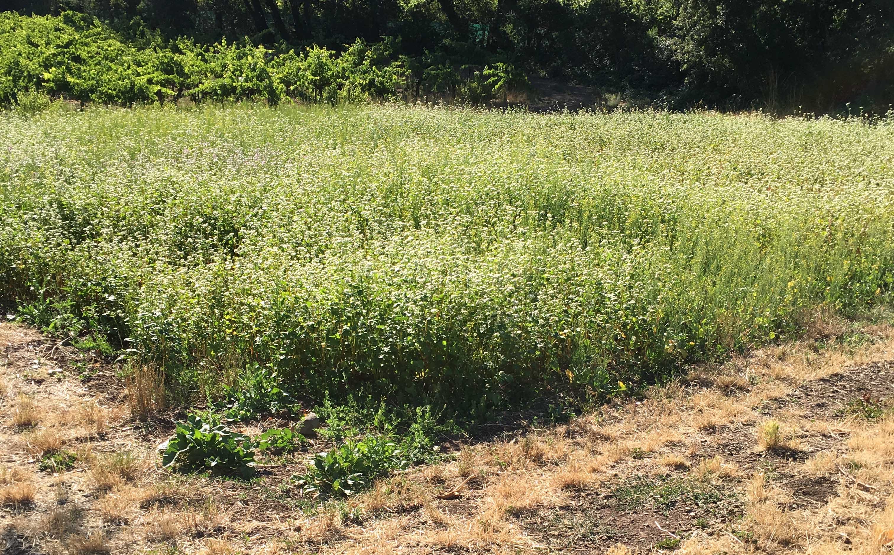 Buckwheat to attract beneficial insects