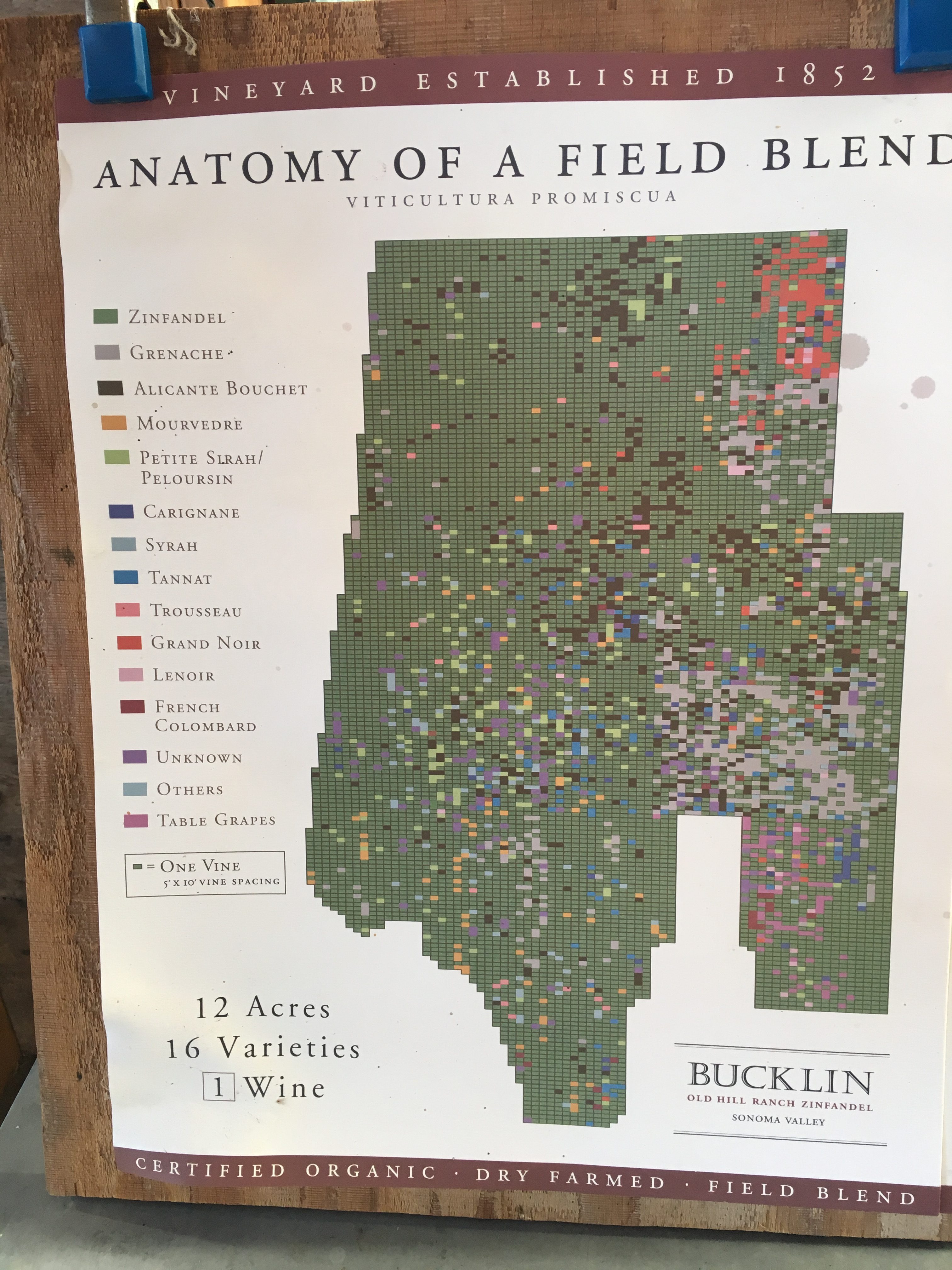 Anatomy of a Field Blend – Bucklin Old Hill Ranch in Glen Ellen, CA (Photo: Zeno Swijtink)