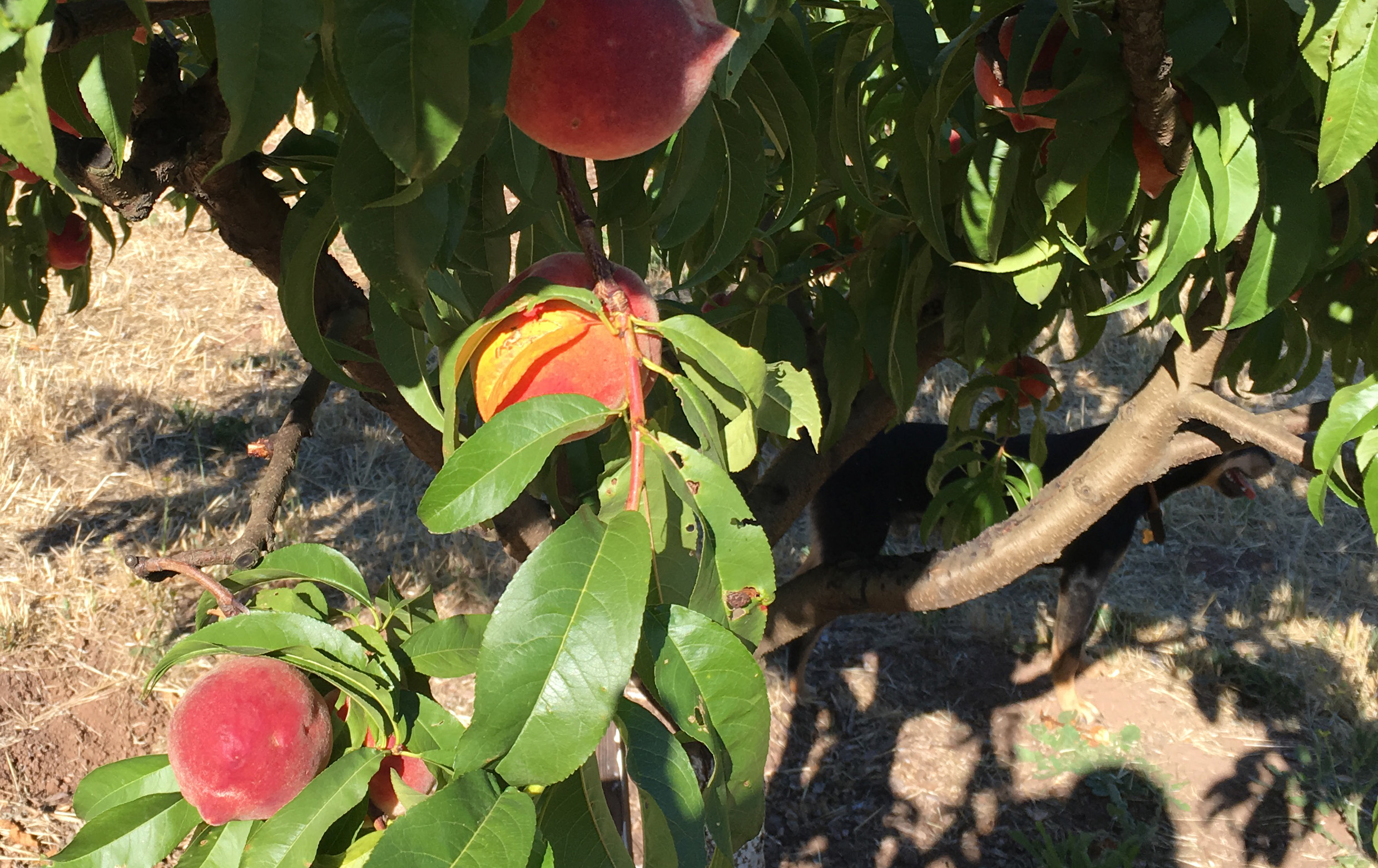 Peaches on tree at Old Hill Ranch