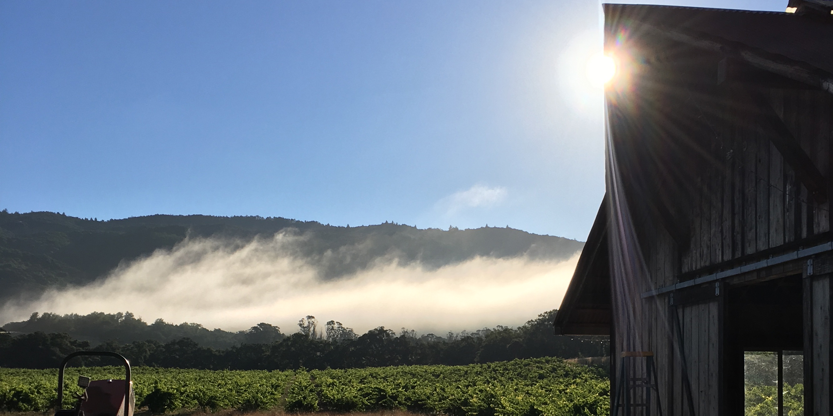 Bucklin's Old Hill Ranch Vineyard with fog lifting