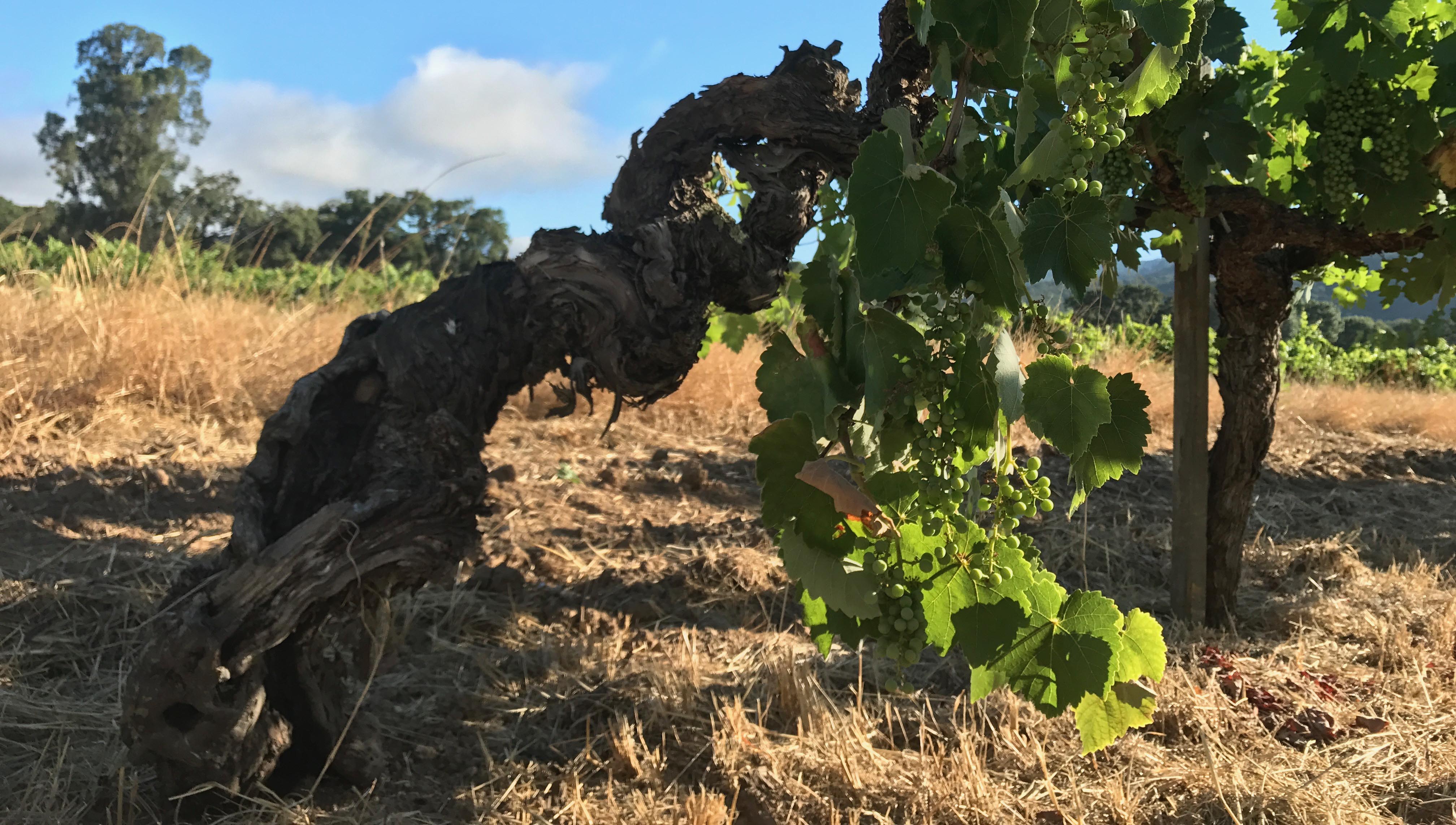 Old Vines on Bucklin's Old Hill Ranch