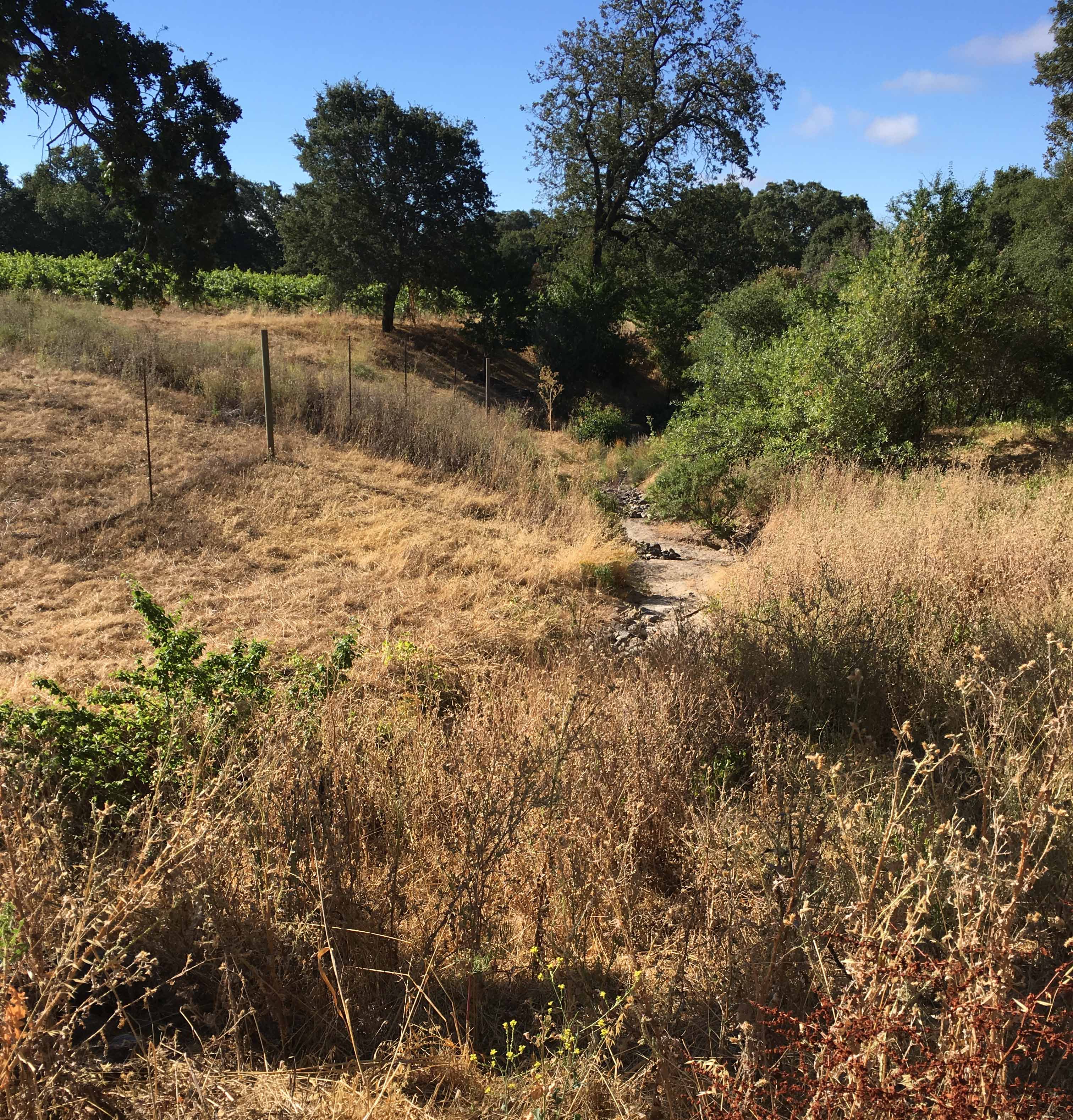 Land in summer at Will Bucklin's Old Hill Ranch
