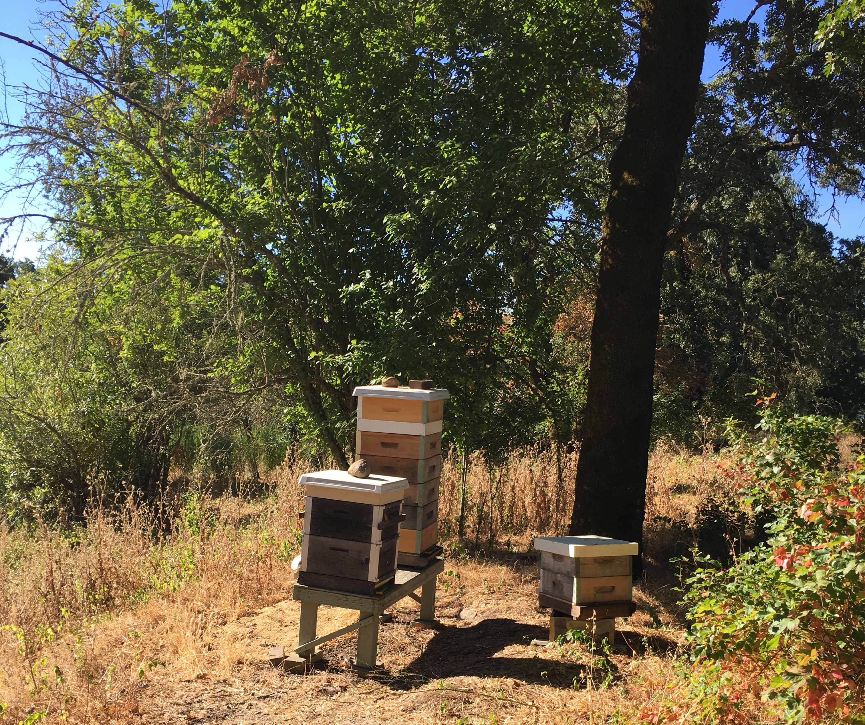 Lizanne Pastore's beehives at Old Hill Ranch