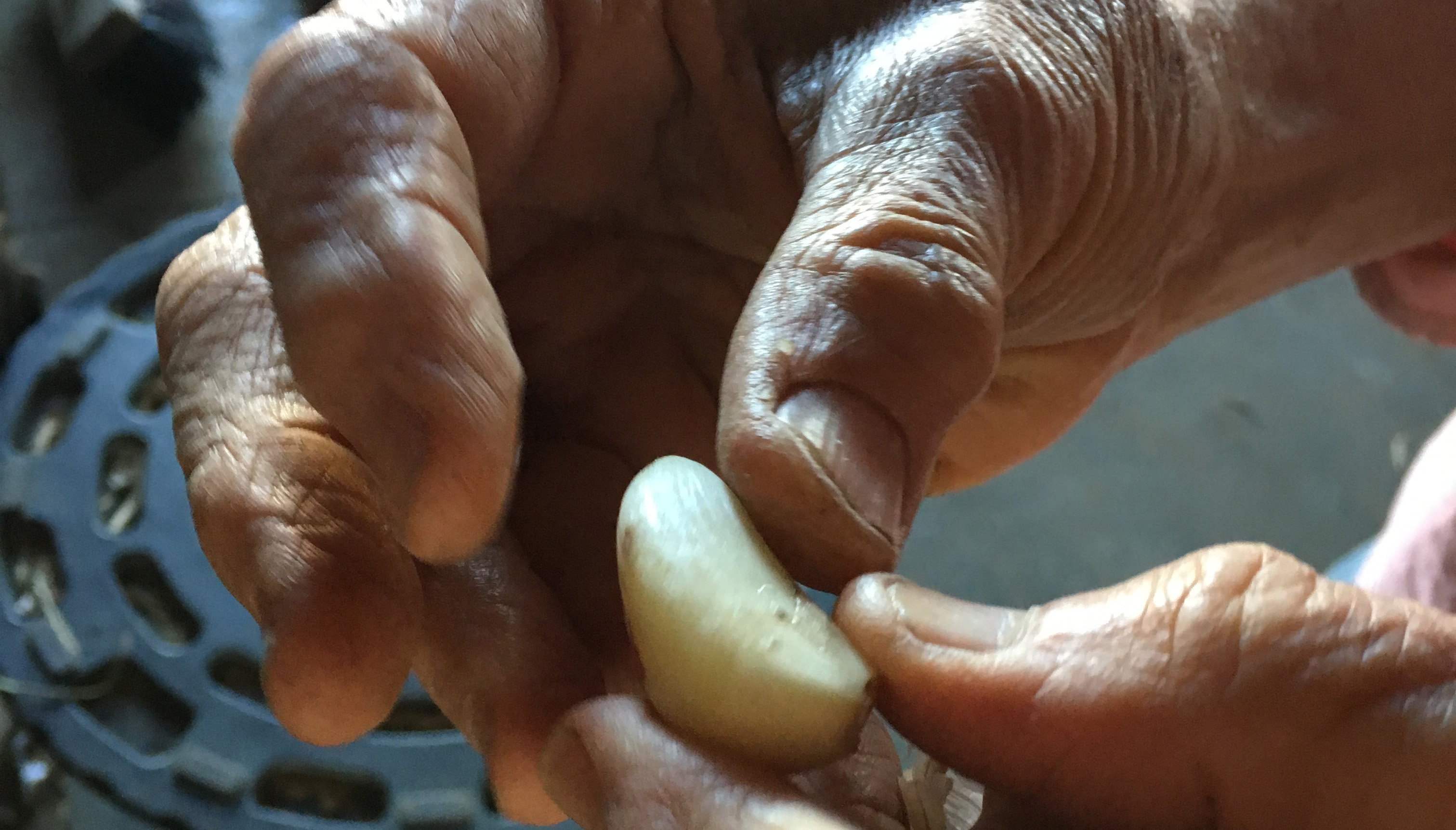 Yael Bernier peeling a glove of garlic