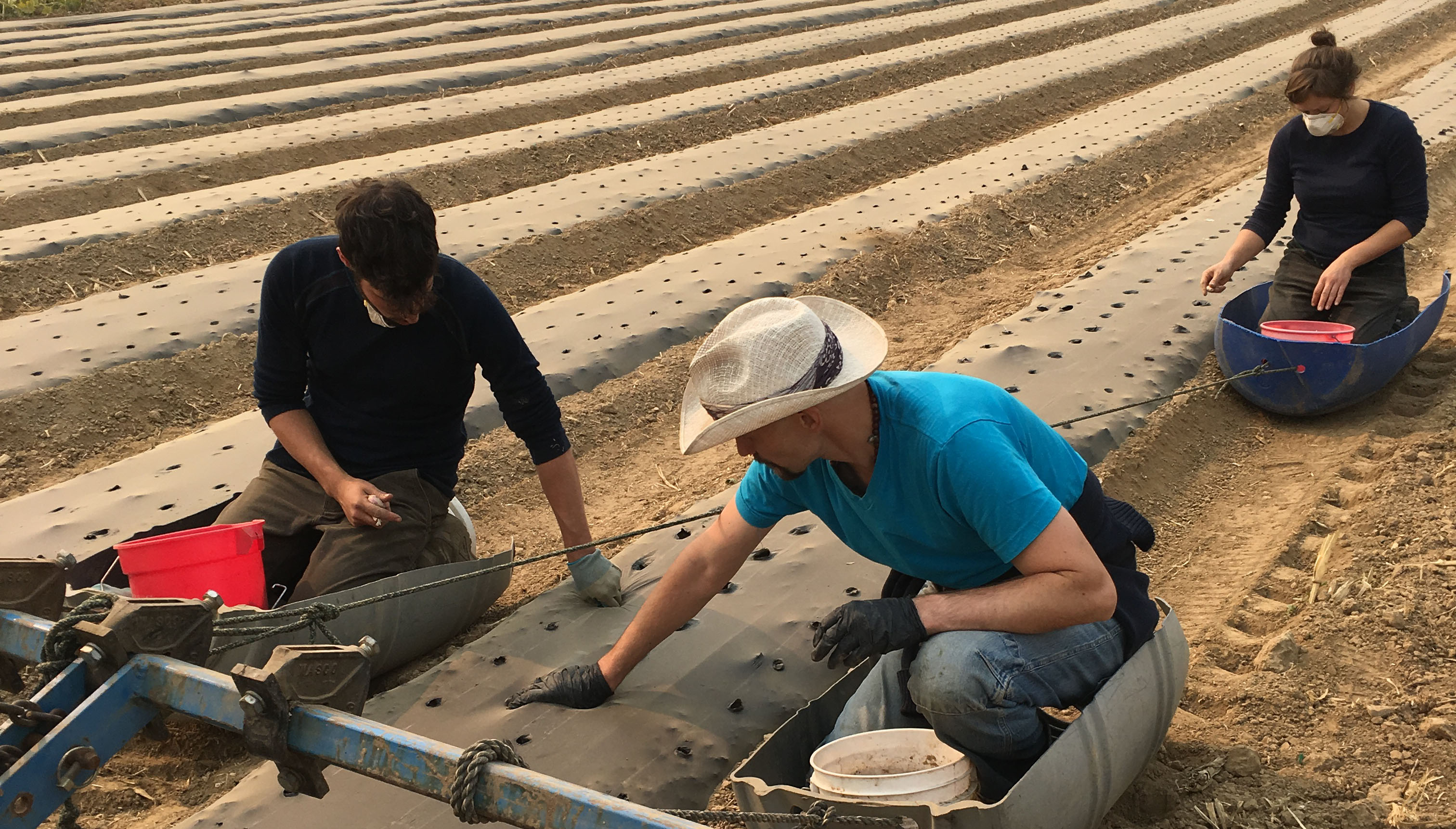 The crew (Hagai, Zureal & Robin) panting garlic.