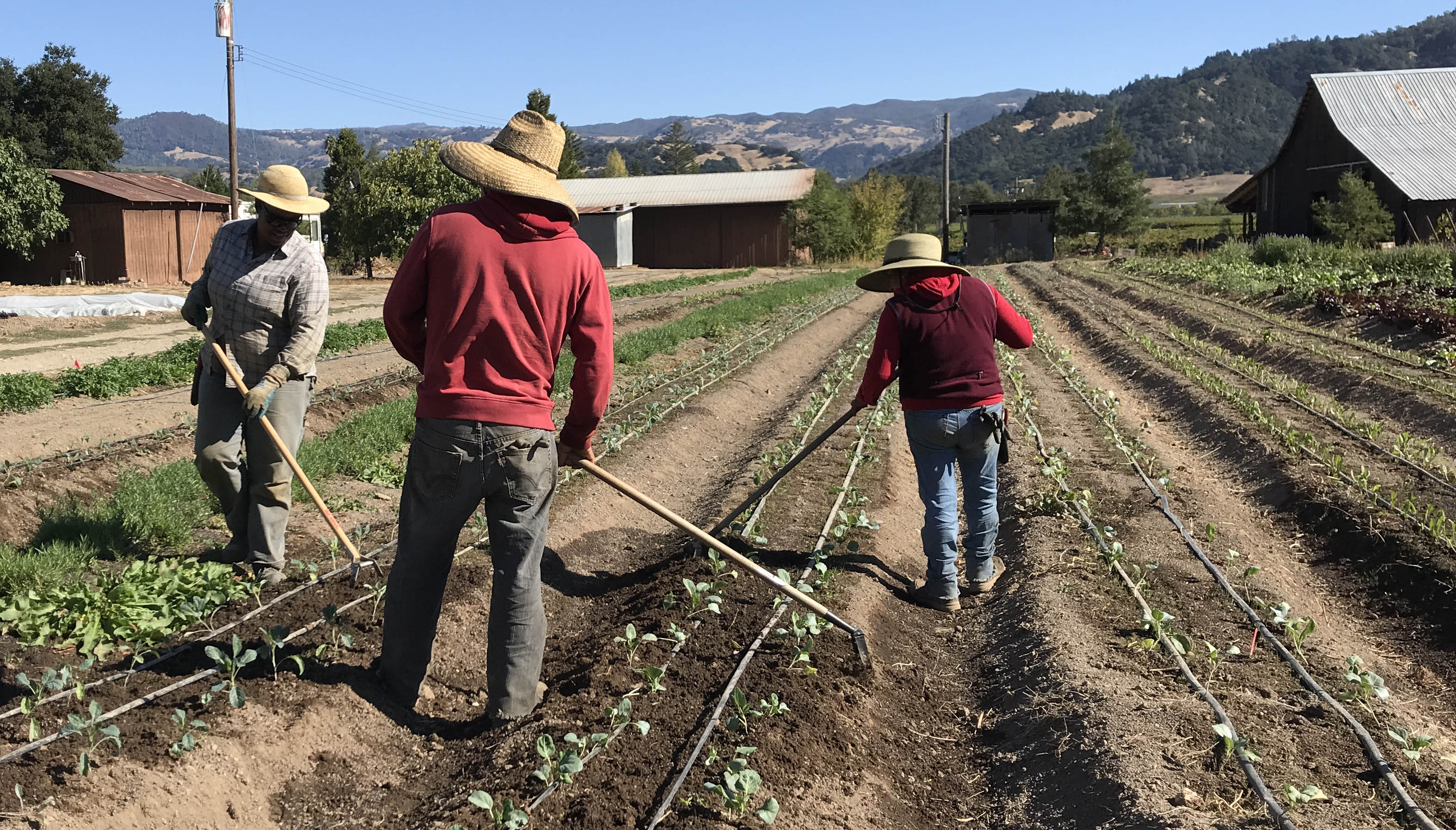 The Berniers also cultivate and harvest tomatoes, corn, turnips, asparagus, eggplant, table grapes, melons, winter squash and more.
