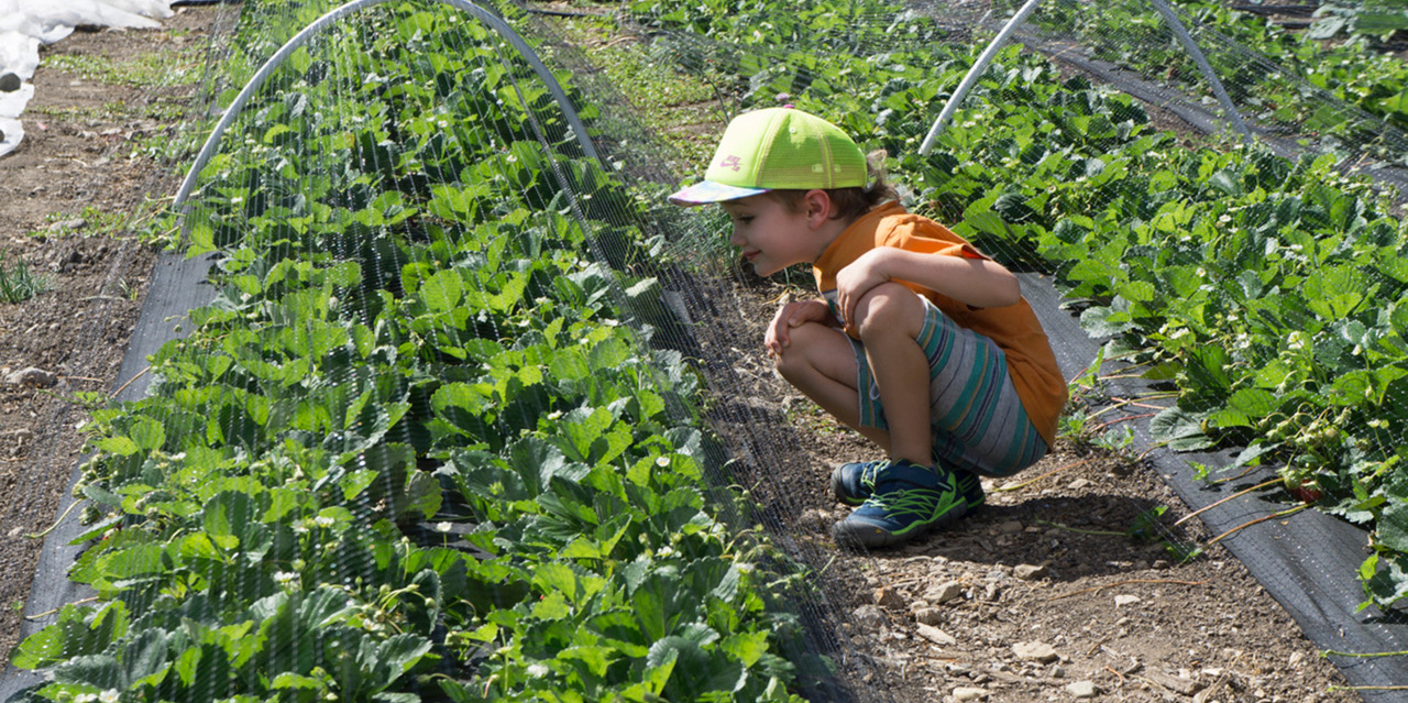 2018 Children Strawberry Feasts Forever