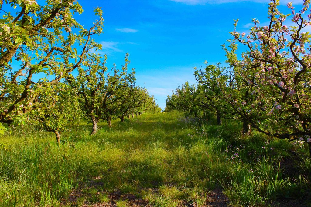 Michael Elinson Golden Gate Cider – Sebastopol, CA
