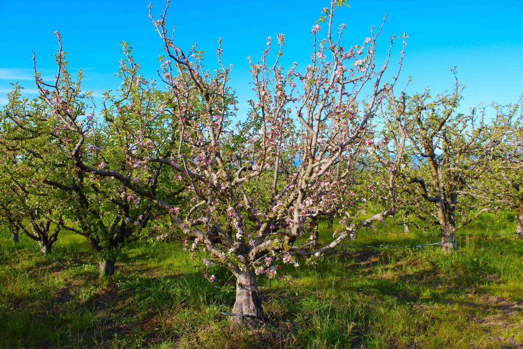 Michael Elinson Golden Gate Cider – Sebastopol, CA