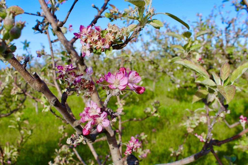 Michael Elinson Golden Gate Cider – Sebastopol, CA