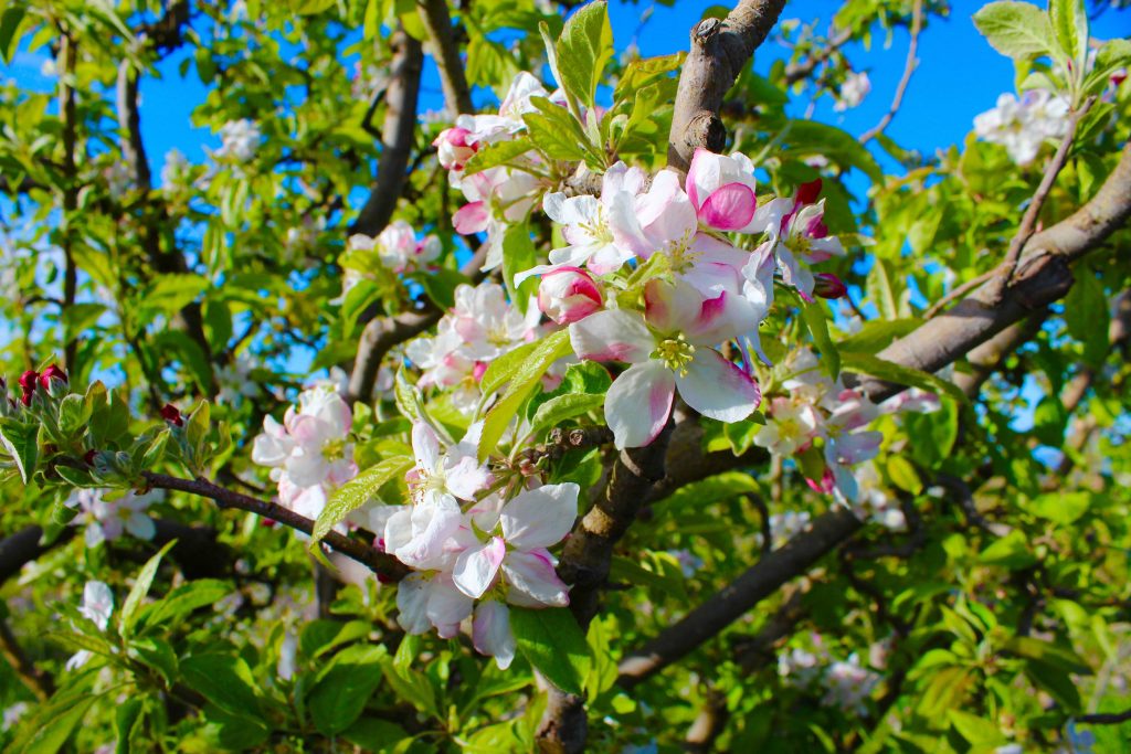 Michael Elinson Golden Gate Cider – Sebastopol, CA