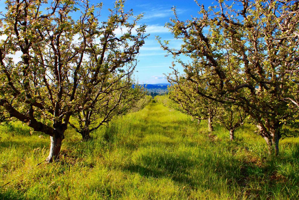 Michael Elinson Golden Gate Cider – Sebastopol, CA