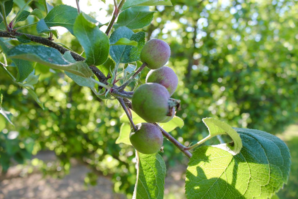 Michael Elinson Golden Gate Cider – Sebastopol, CA