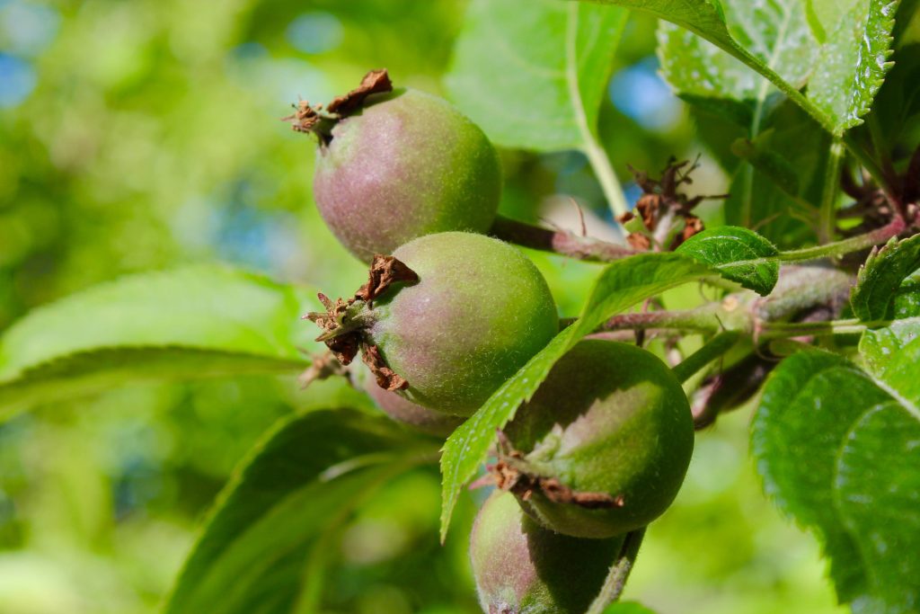 Michael Elinson Golden Gate Cider – Sebastopol, CA