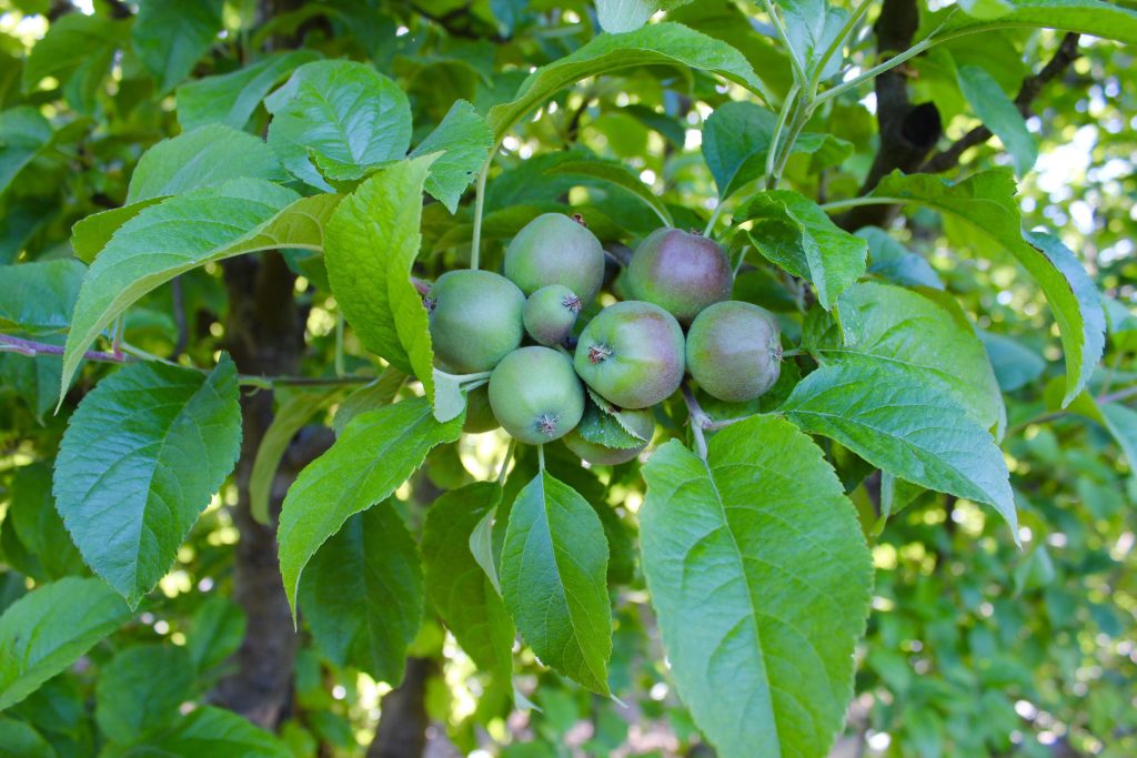 Michael Elinson Golden Gate Cider – Sebastopol, CA
