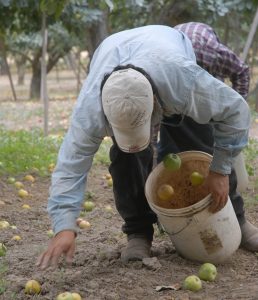 Collecting Gravenstein apples from the orchard floor
