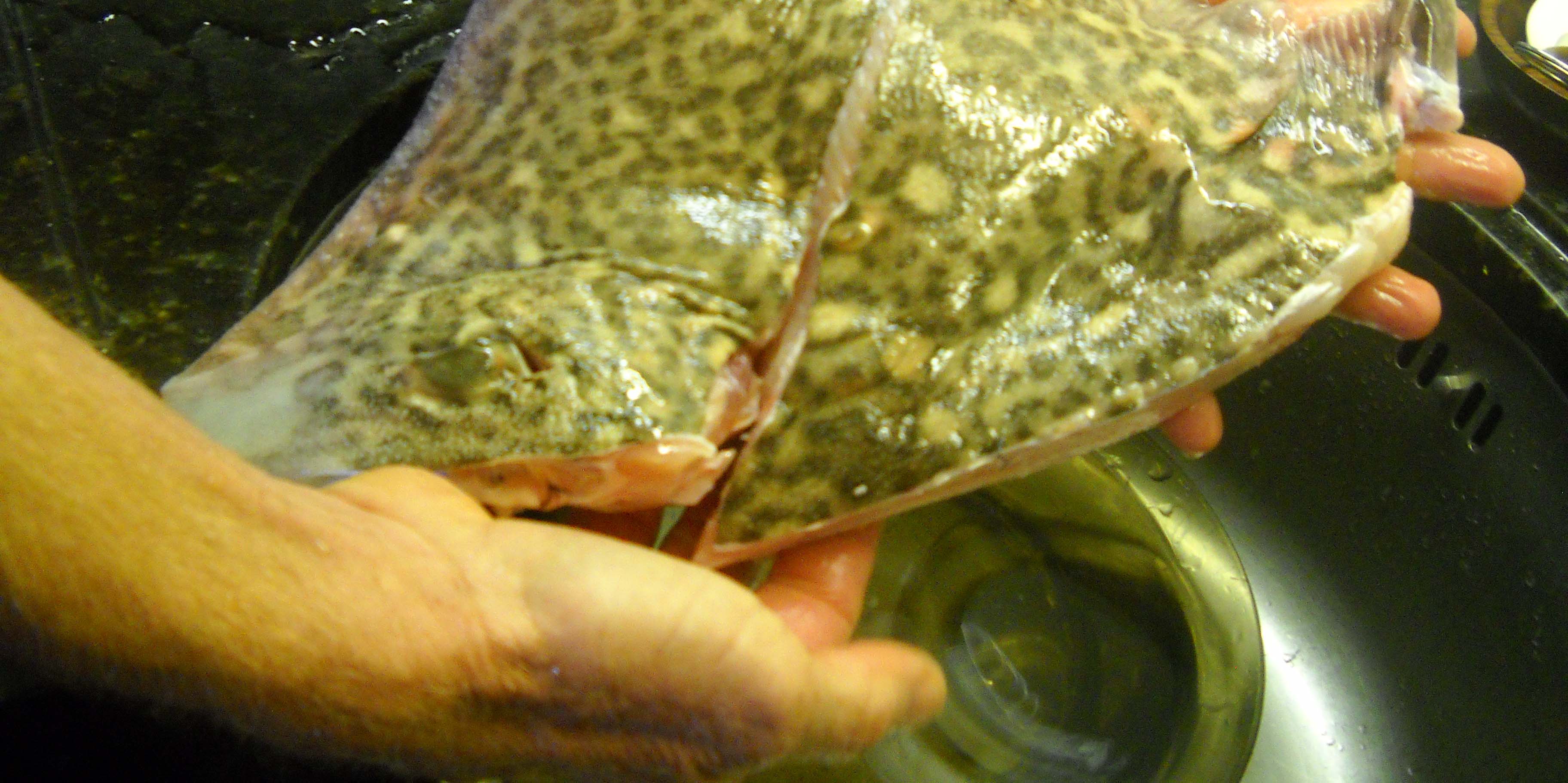 Leopard Ray: Step out of Your Food Comfort Zone