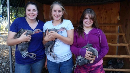 Heritage Bread Turkeys of Slow Food Russian River with 4-H
