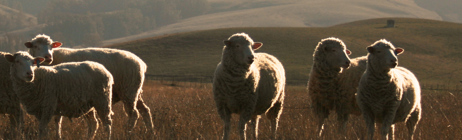 Valley Ford Wool Mill's sheep