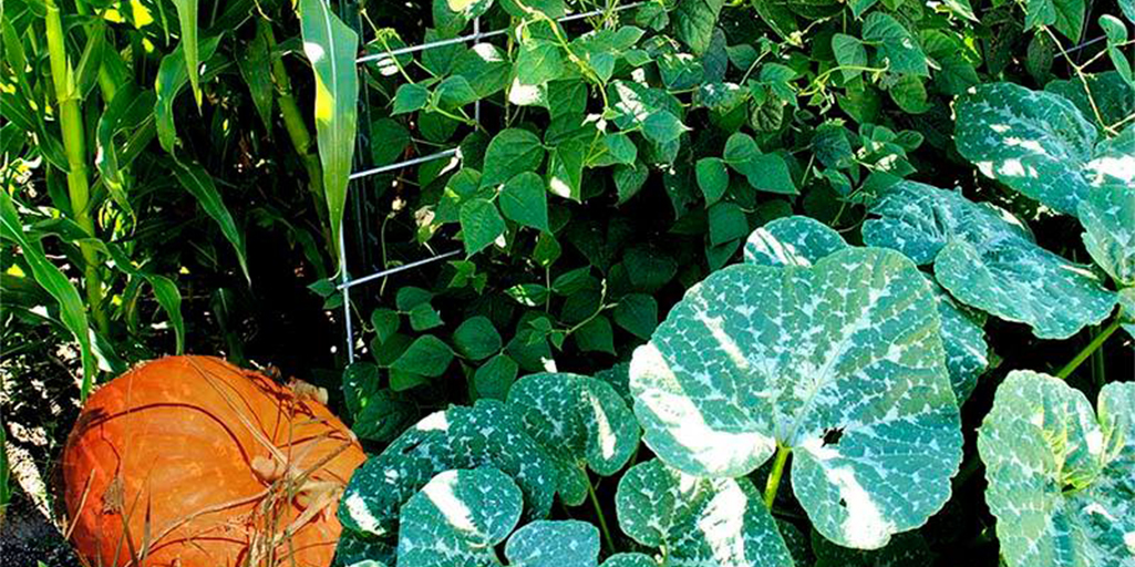 Three Sisters Garden to Plate Dinner