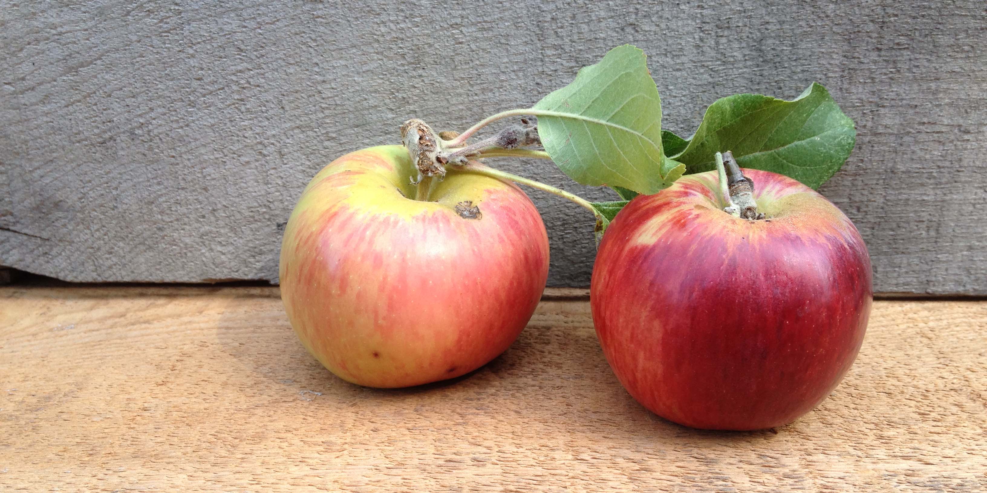 The endangered Gravenstein Apple