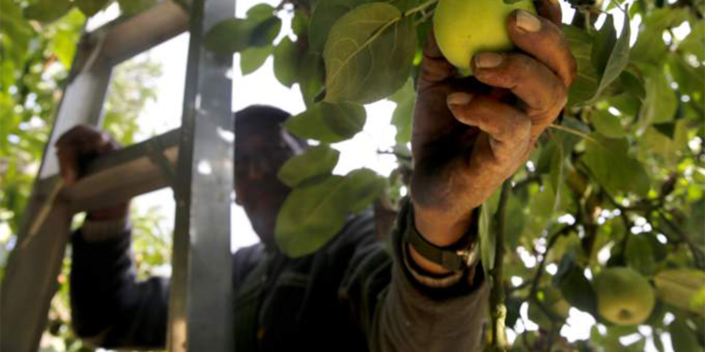 Miguel Hernandez, employee of Lee Walker Ranch, picks Gravenstein apples at an orchard in Sebastopol, on Thursday, July 23, 2015. Sebastopol Farmers Market hosts its Honor the Gravenstein Day