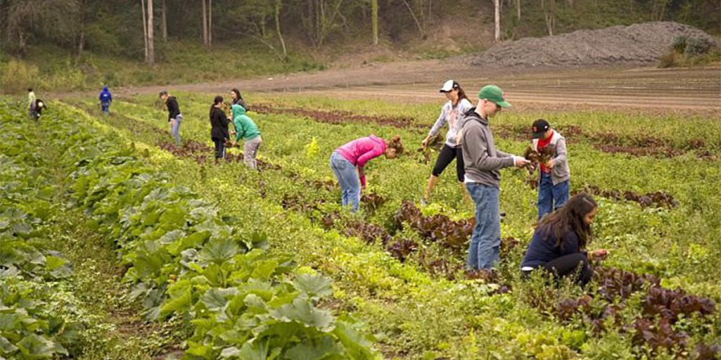 Reducing Waste Relieving Hunger: Gleaning at Bloomfield Organics