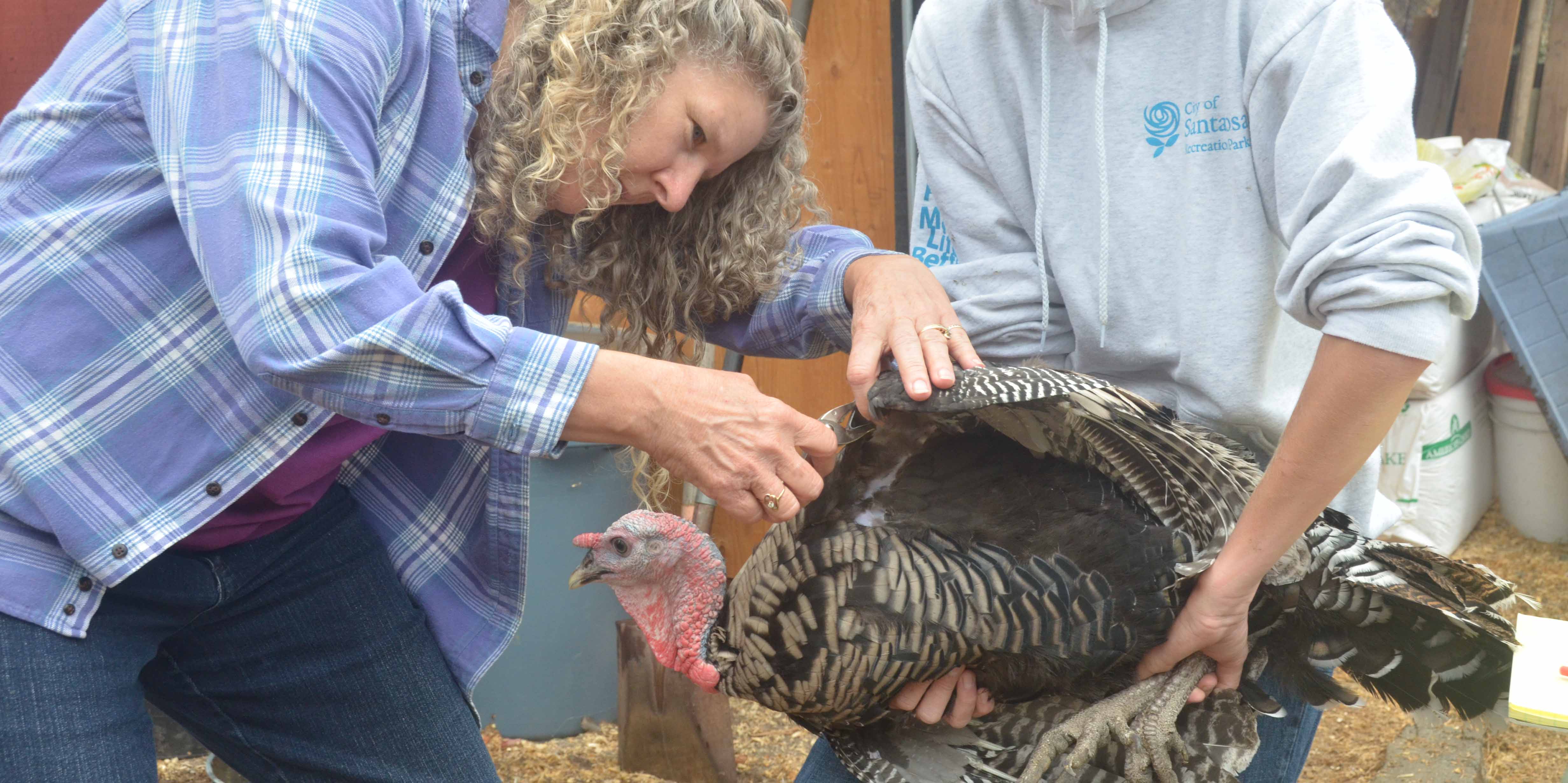 Catherine Thode and family band their turkeys earlier this summer