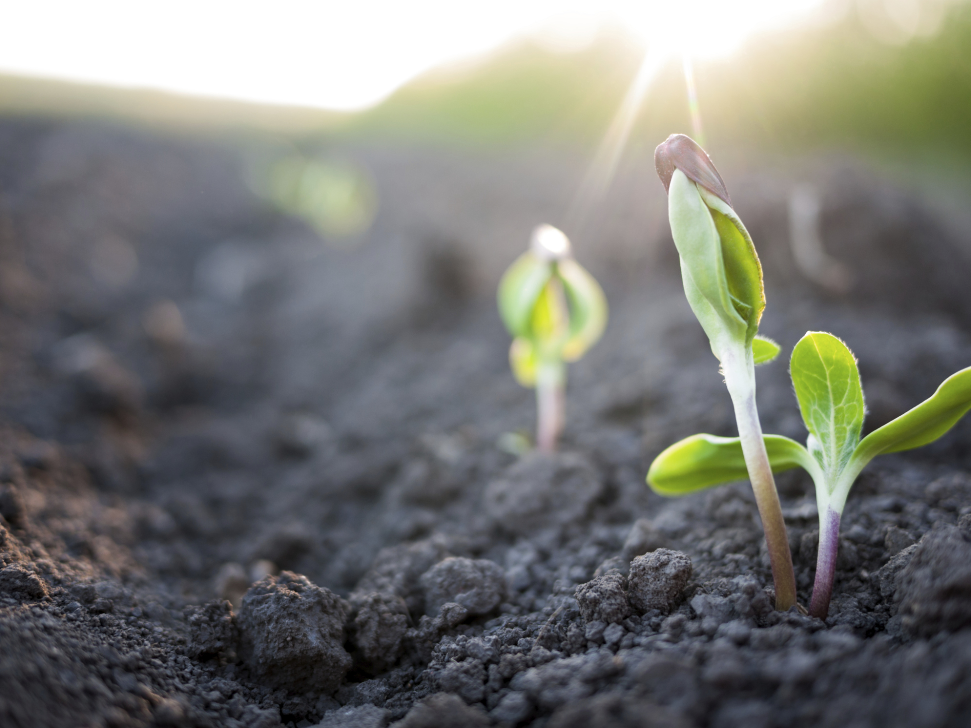 Plant growing in soil on farm