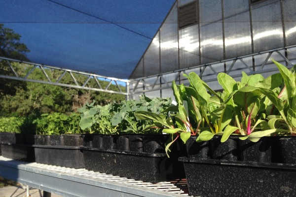 Starts in the greenhouse at Flatbed Farm in Glen Ellen.