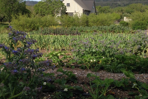 2.) The barn at Flatbed, viewed from the fields.