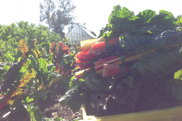 The greenhouse in the background, leafy greens in the foreground. at Flatbed Farm