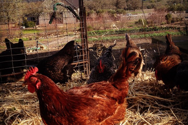Chickens at the farm; they produce a lot of eggs.