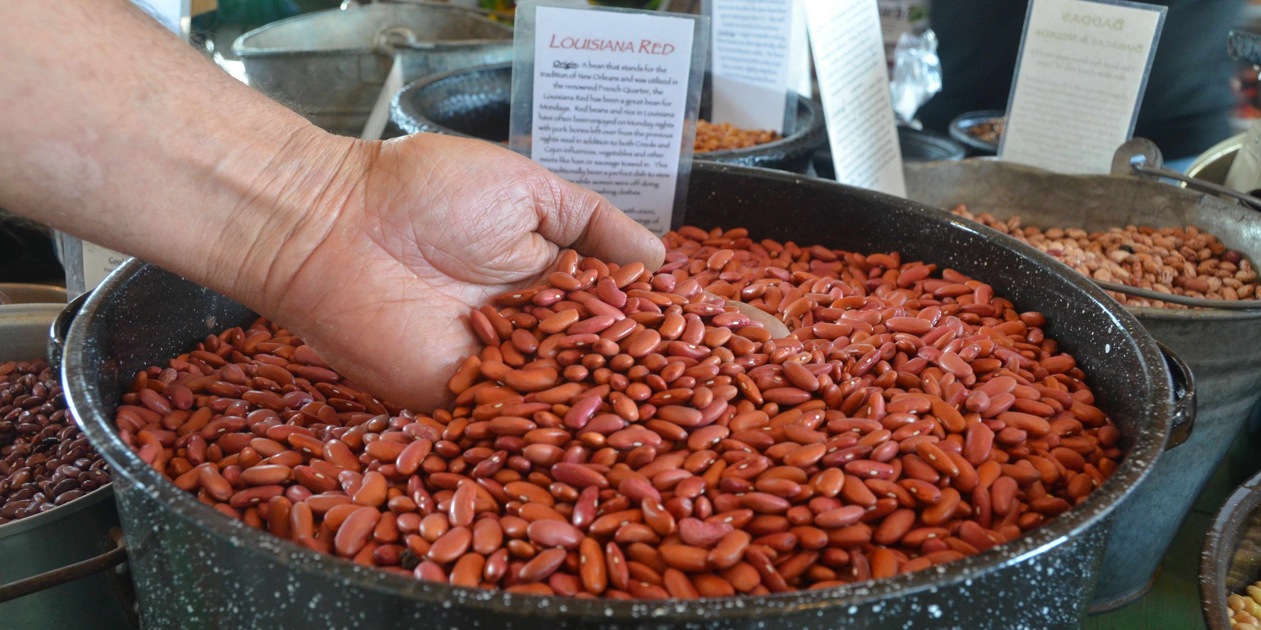 Handful of Beans at Tierra Vegetables in Santa Rosa, CA