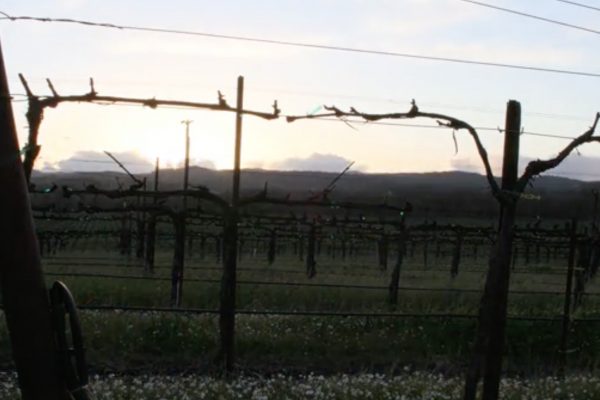 American wine story 16