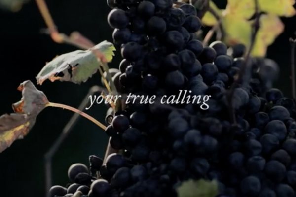 American wine story 19